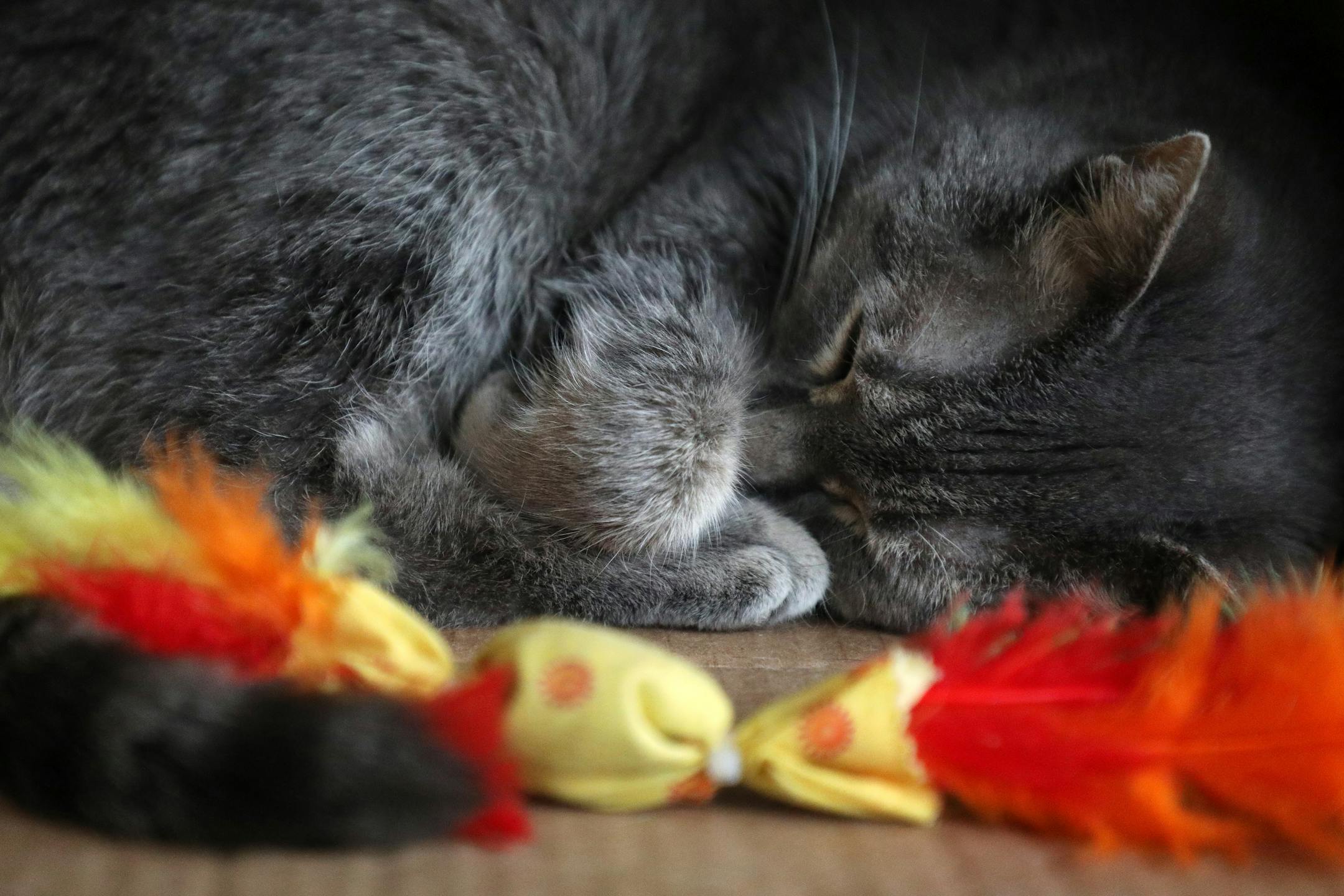 Eithel, The Cafe Meow's "little old lady" up for adoption napped in a cardboard box. ] ANTHONY SOUFFLE • anthony.souffle@startribune.com