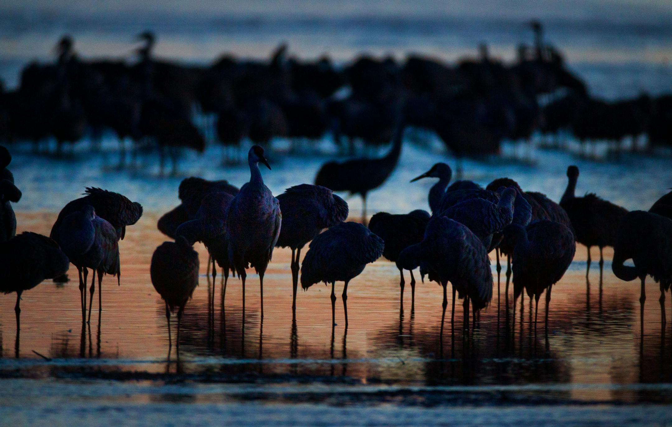 Sandhill cranes preen and oil their feathers near The Crane Trust, which is close to Wood River, Neb. T
