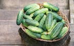 Cucumbers are plentiful this time of year — sometimes a little too plentiful.