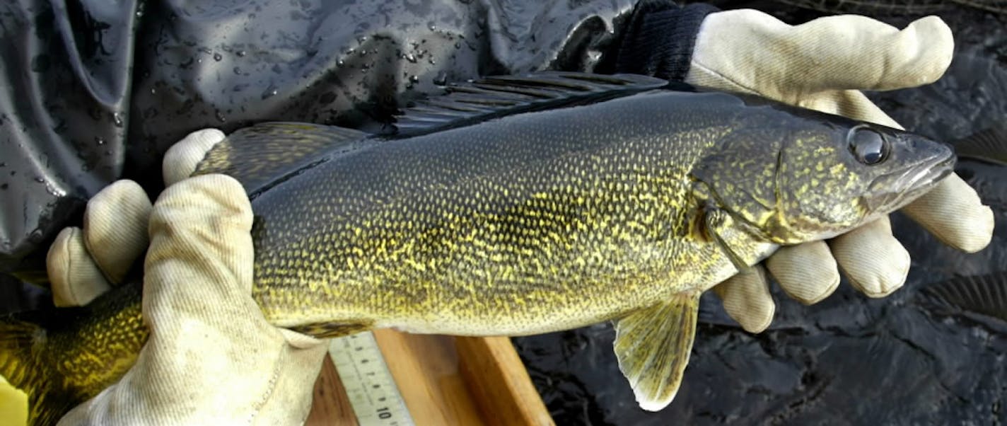 A male walleye in the hands of a DNR hatchery worker in Tower, Minn., where the state produces as many as 130 million walleye fry a year for stocking purposes. The adults are gathered from the Pike River and used for artificial spawning in the Pike River Hatchery.