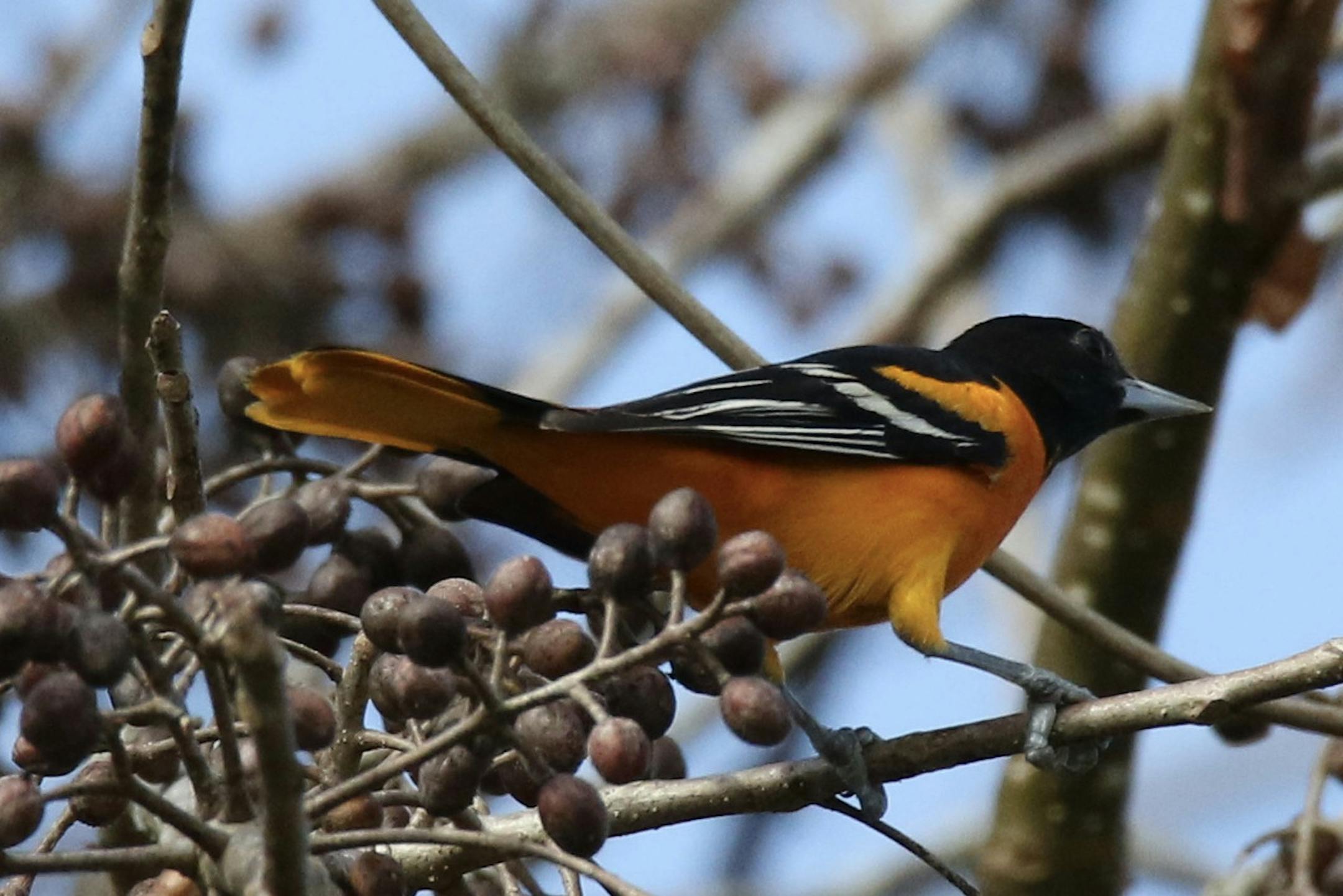 “Our” Baltimore orioles can hold their own with brilliant tropical birds.
Photo by Craig Millard ONE TIME USE only
