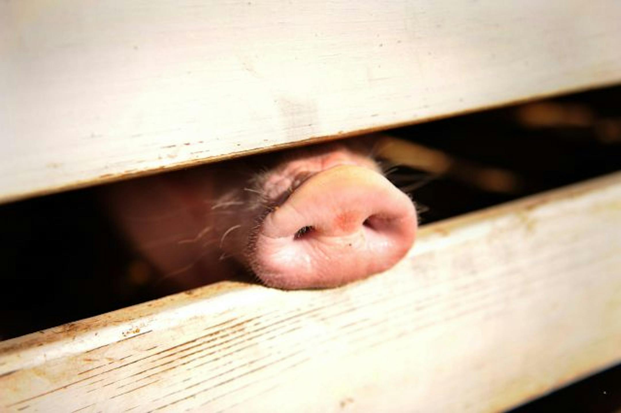 Three pigs on exhibit at the Minnesota State Fair's swine barn this year may have had H1N1, researchers said Friday afternoon, potentially marking the first time that the pandemic flu has been found in U.S. hogs.