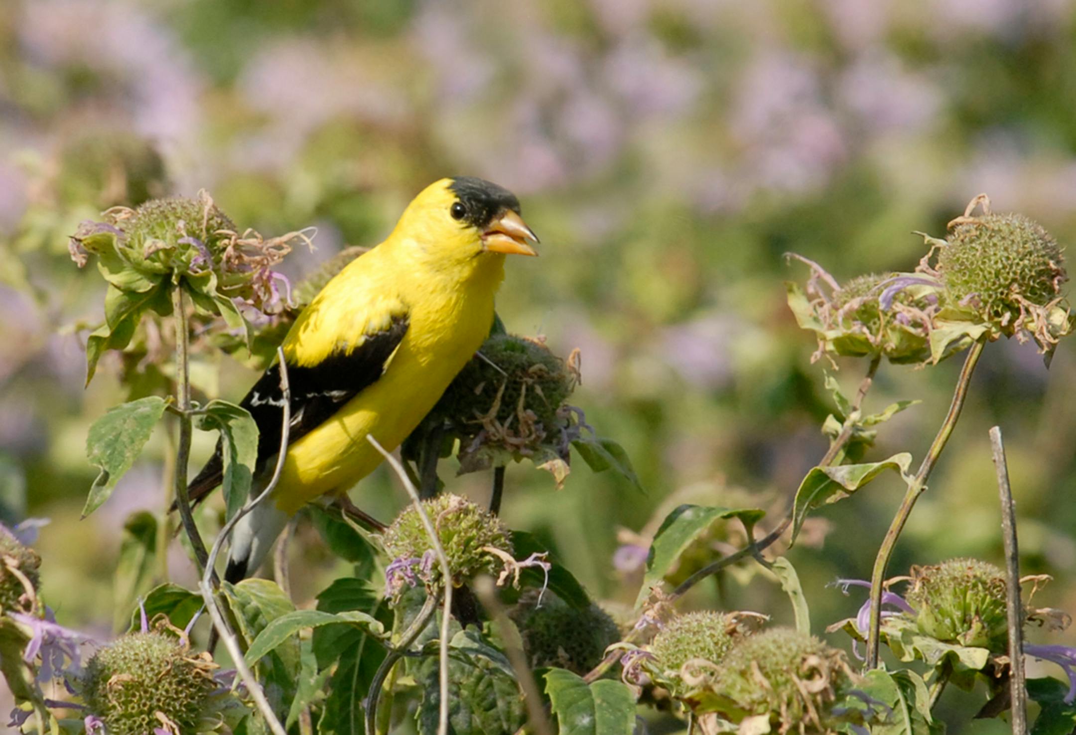 A goldfinch and bergamot. Jim Williams photo