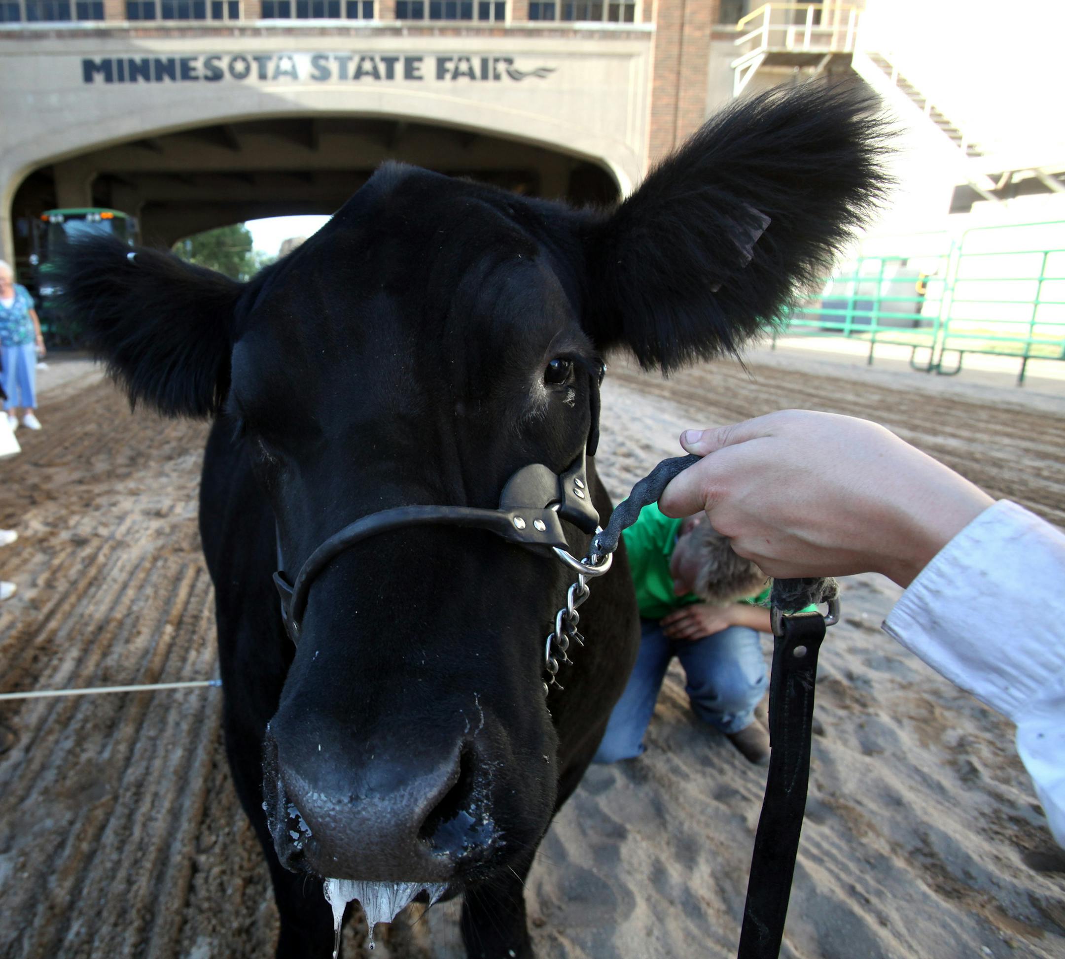 KYNDELL HARKNESS • kyndell.harkness@startribune.com FALCON HEIGHTS 8/31/10 A story about animal doping and how the state fair tries to make sure the animals in its competitions aren’t artificially enhanced. Steve Pooch supervises he testing of the animals. IN THIS PHOTO : ] Owner Kailey Davis, 17, of Glenville held her crossbred steer Chance in place while veterinarian Tom Lang waited with a long stick for a urine sample for testing.