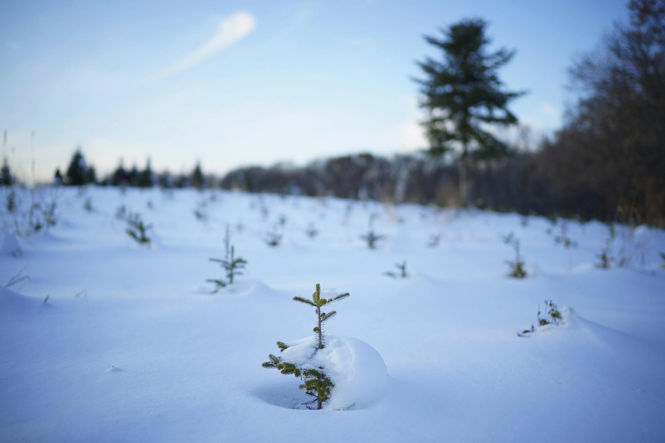Future Christmas trees grew in a field at Krueger's Christmas Tree Farm.