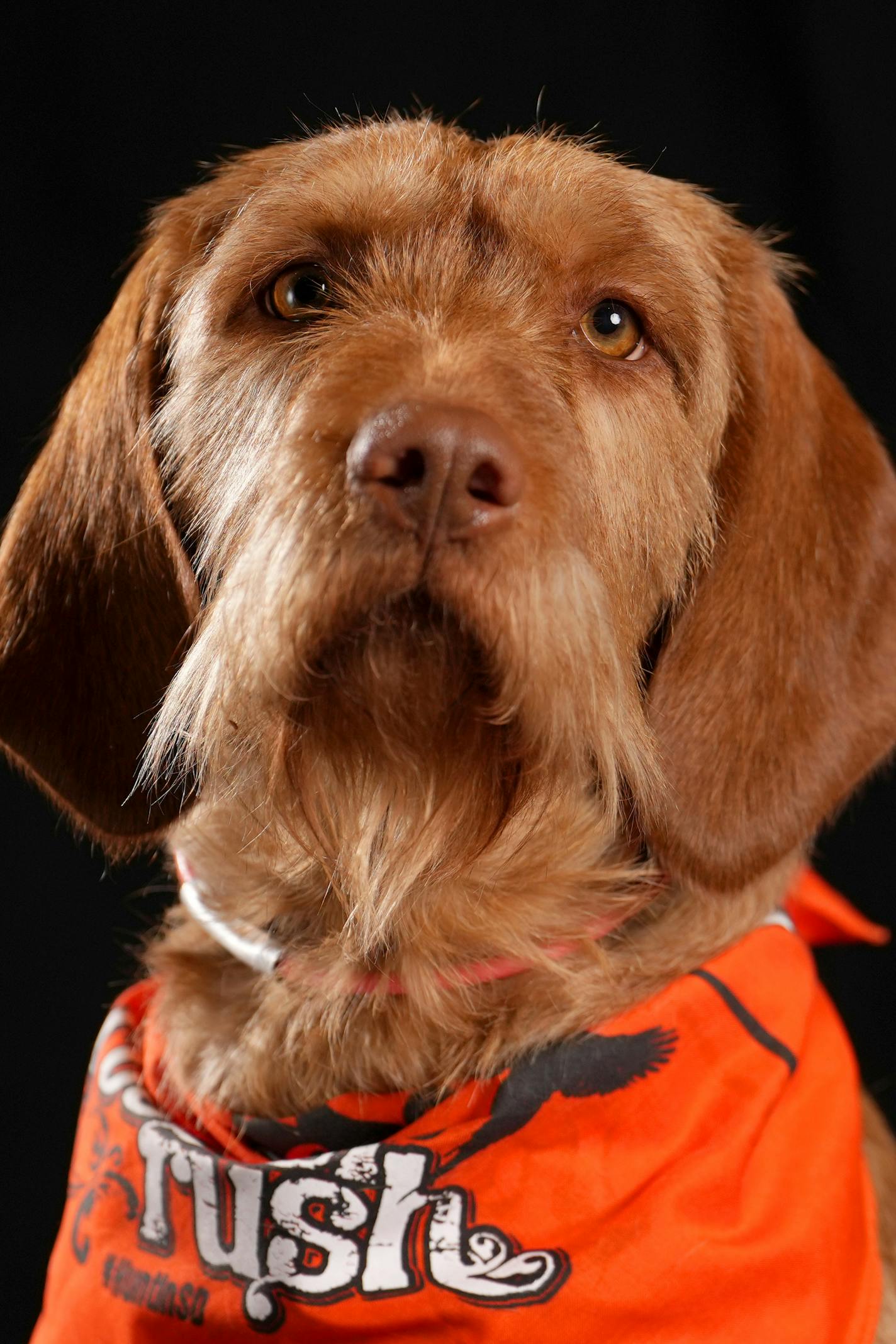 Zuri, a 2-year-old Wirehaired Vizsla owned by Eric Wallendal of Grand Marsh, Wis. sit for a portrait ahead of the Bird Dog Parade during the National Pheasant Fest &amp; Quail Classic Friday, Feb. 17, 2023 at the Minneapolis Convention Center in Minneapolis. ] ANTHONY SOUFFLE • anthony.souffle@startribune.com