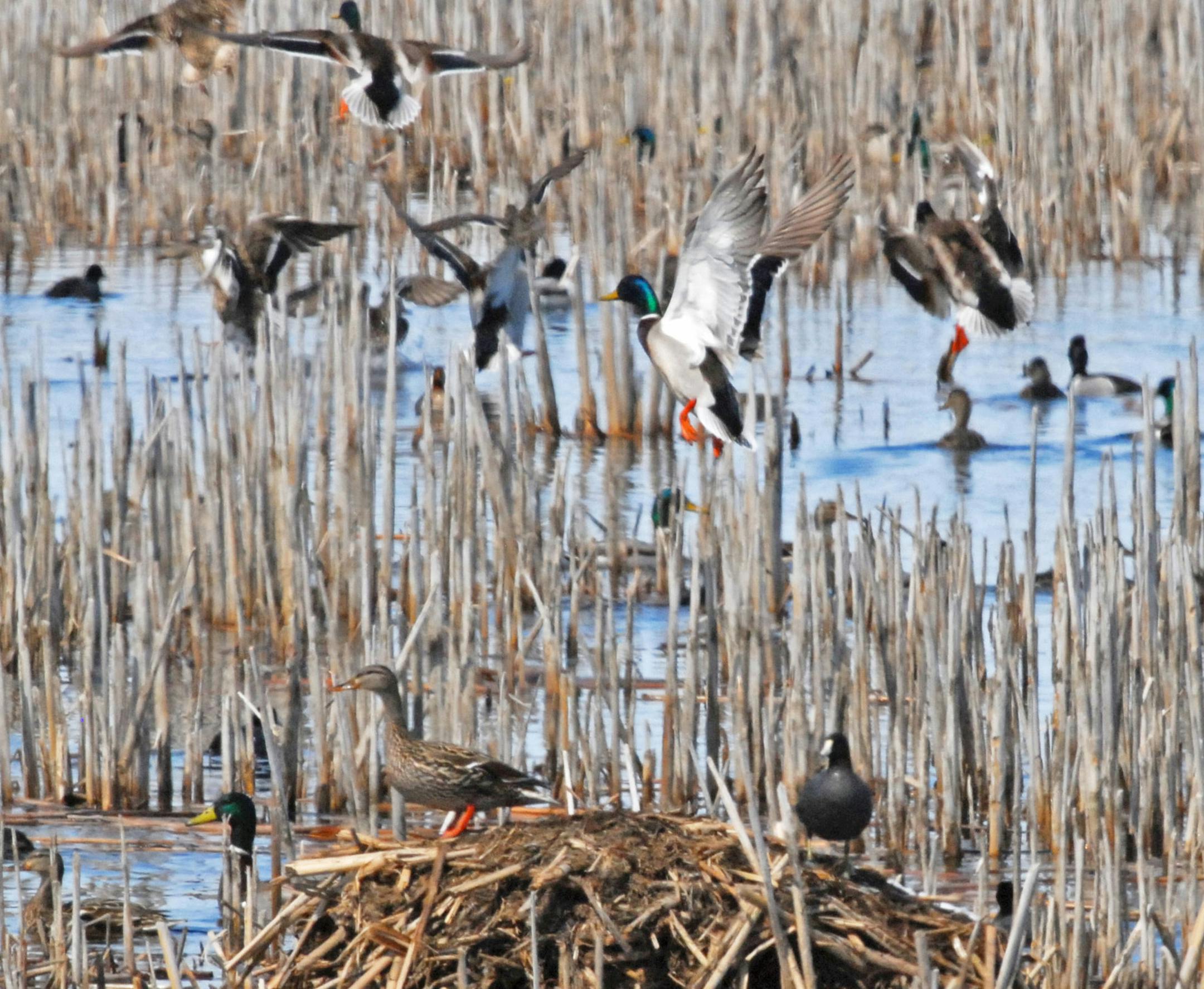 Count the ducks in this photo, at the center of which a drake mallard springs into the air, eager to push the snow line north to its breeding location ‚Äî wherever that might be, whether in Minnesota, the Dakotas or Canada.
