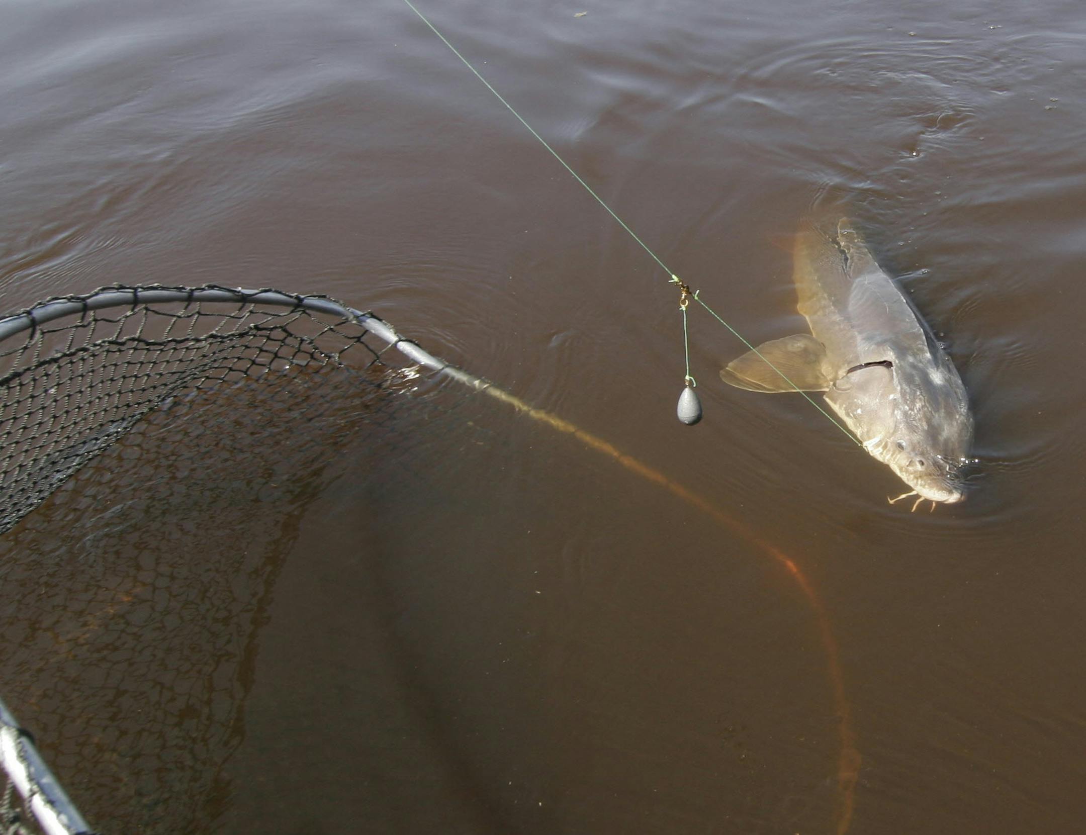 Doug Smith/Star Tribune; April 22, 2010; On the Rainy River; Landing a 4- to 5-foot long sturgeon is no easy task. We used a super-sized net, 36 inches wide by 40 inches deep. Still, big fish only partially fit in the net.