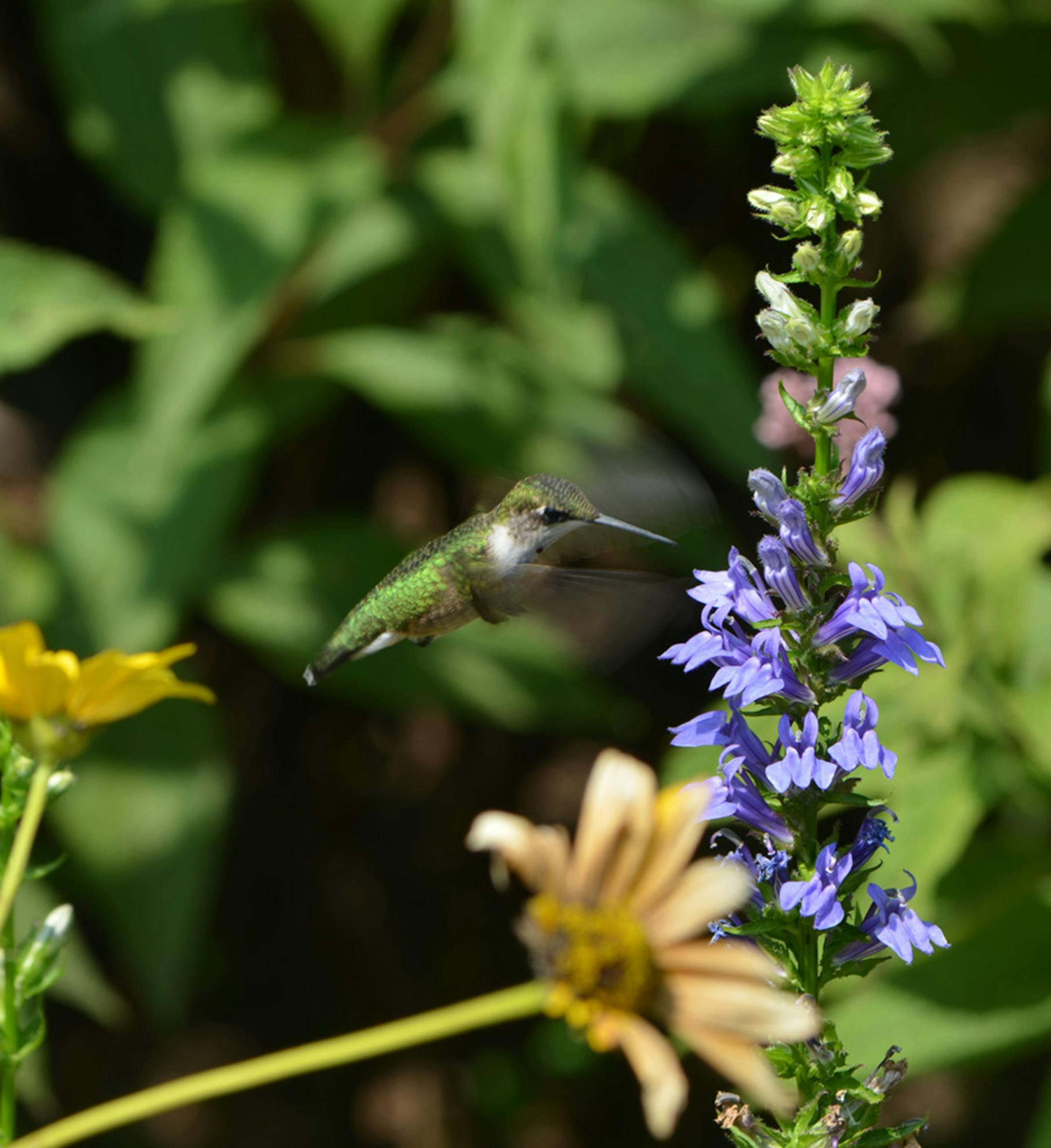 Pollinator gardens benefit food crops and bring beauty -- hummingbirds, bees and butterflies -- to a garden. (Photo courtesy Lewis Ginter Botanical Garden/TNS) ORG XMIT: 1162059