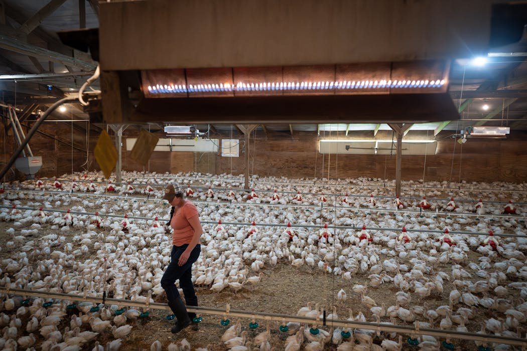 There are 15,000 three-week-old turkeys, known as poults, in one of Erica Sawatzke’s barns. The barns are heated with propane heaters, above, which she monitors with an alarm system on a landline.