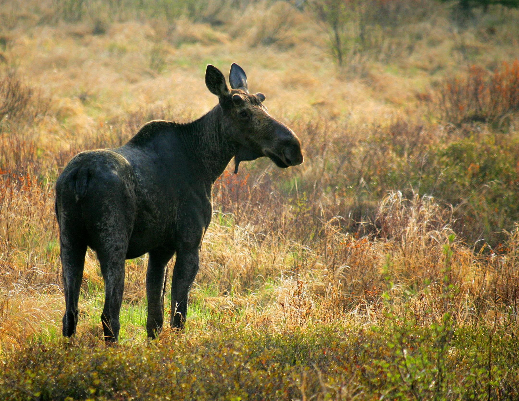 BRIAN PETERSON ï brianp@startribune.com Gunflint Trail, MN ]This bull moose, sprouting the bumps of new antler growth on it's head, grazed in a swamp off the Gunflint Trail in northeastern Minnesota. Minnesota's moose are in truble, mysterious deaths could be the result of global warming. ORG XMIT: MIN2013012019314815 ORG XMIT: MIN1309271658444370 ORG XMIT: MIN1401171502323359