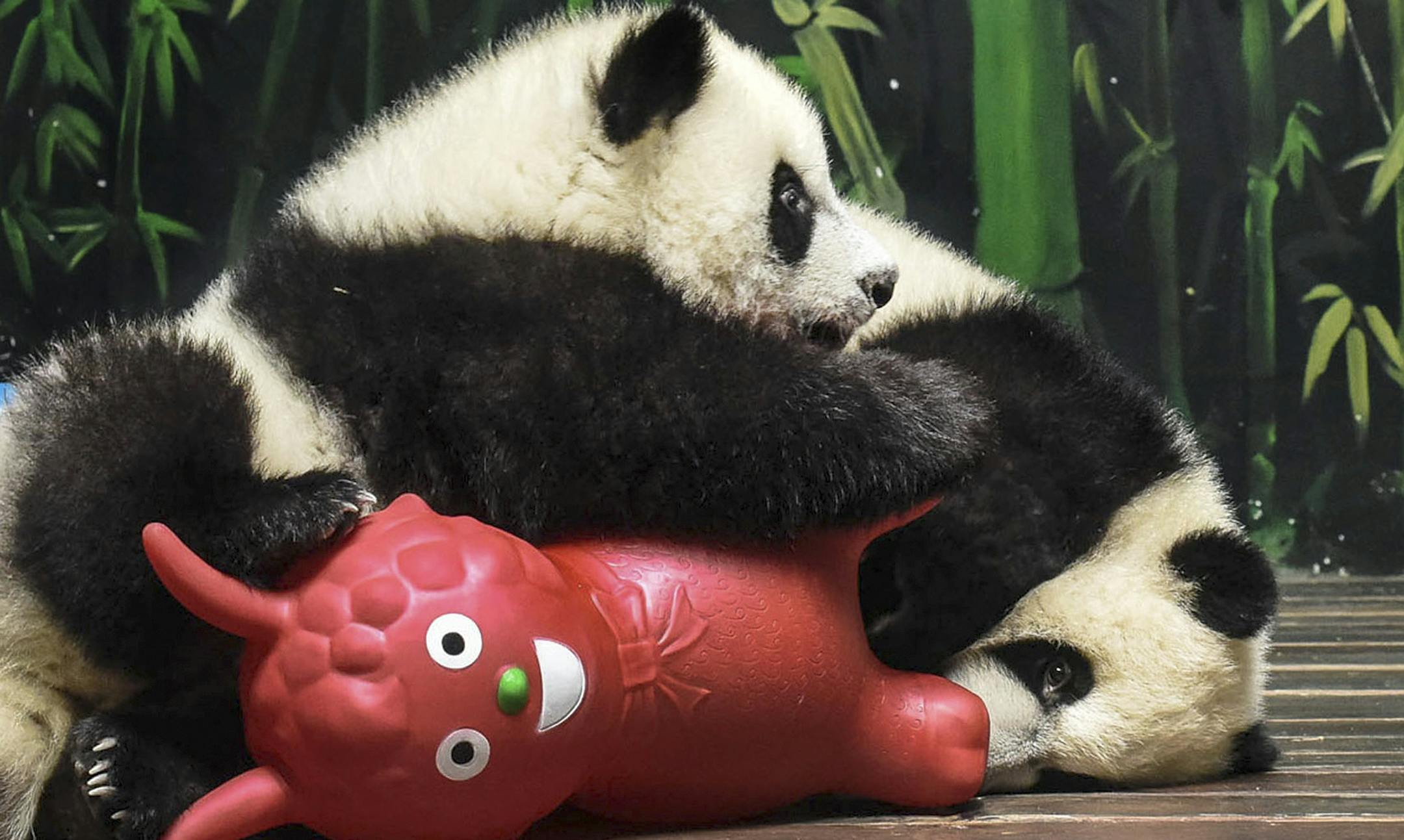 In this Feb. 18, 2015 photo, panda triplet cubs play with sheep toys at the Chimelong Wildlife Park in Guangzhou in south China's Guangdong province. According to a census by China's State Forestry Administration, the panda population has grown by 268 to a total of 1,864 since the last survey ending in 2003. (AP Photo) CHINA OUT