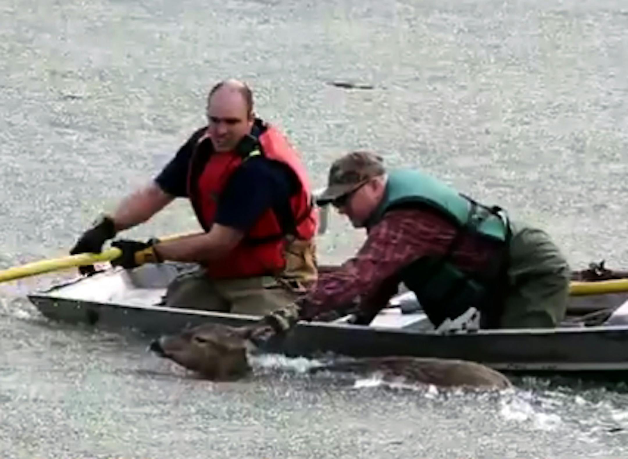 Deer rescued from ice-covered Red River near Crookston by DNR, Crookston fire.