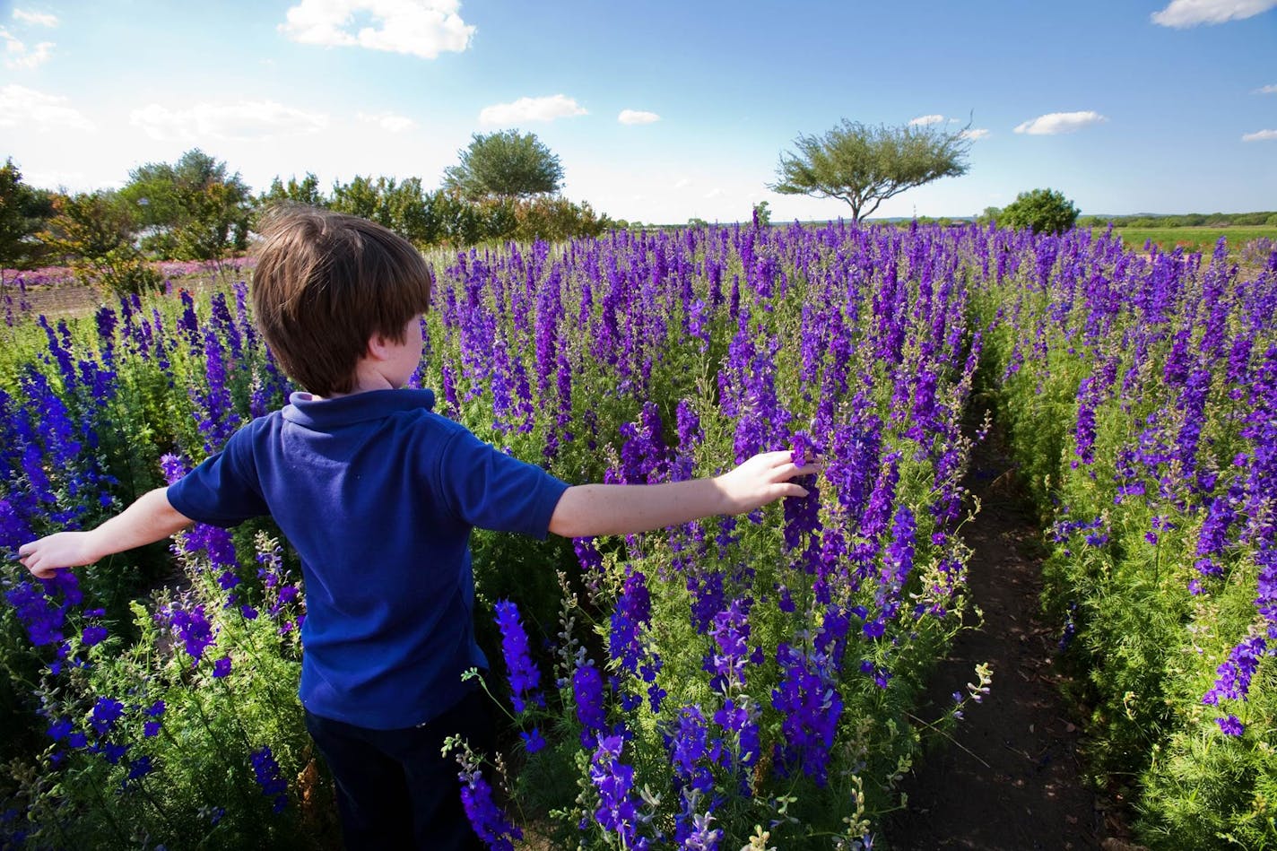 Bluebonnets at Wildseed Farm in Fredericksburg, Texas. (Steve Rawls)