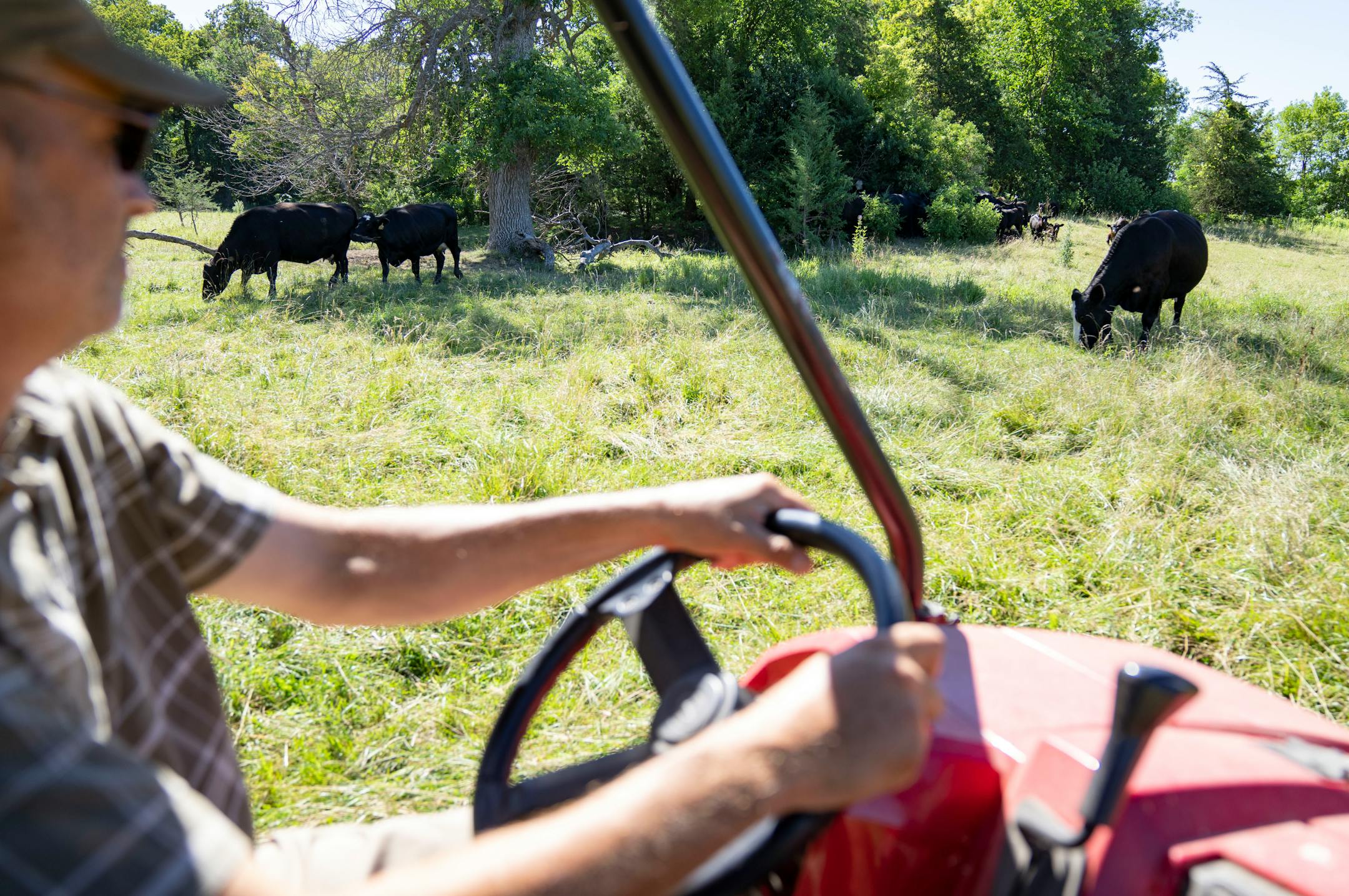 Max Gustafson checks on his cattle Thursday, July 21, 2022 at his farm in Center City.