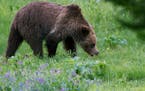 Montana balked on a grizzly hunt, knowing the small window to do it and the likely legal challenges.