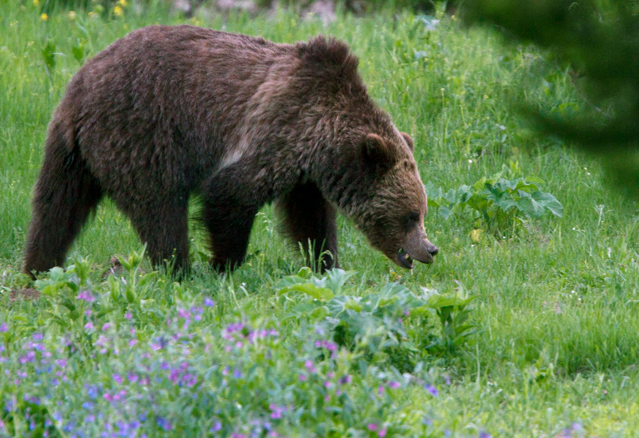 Montana balked on a grizzly hunt, knowing the small window to do it and the likely legal challenges.
