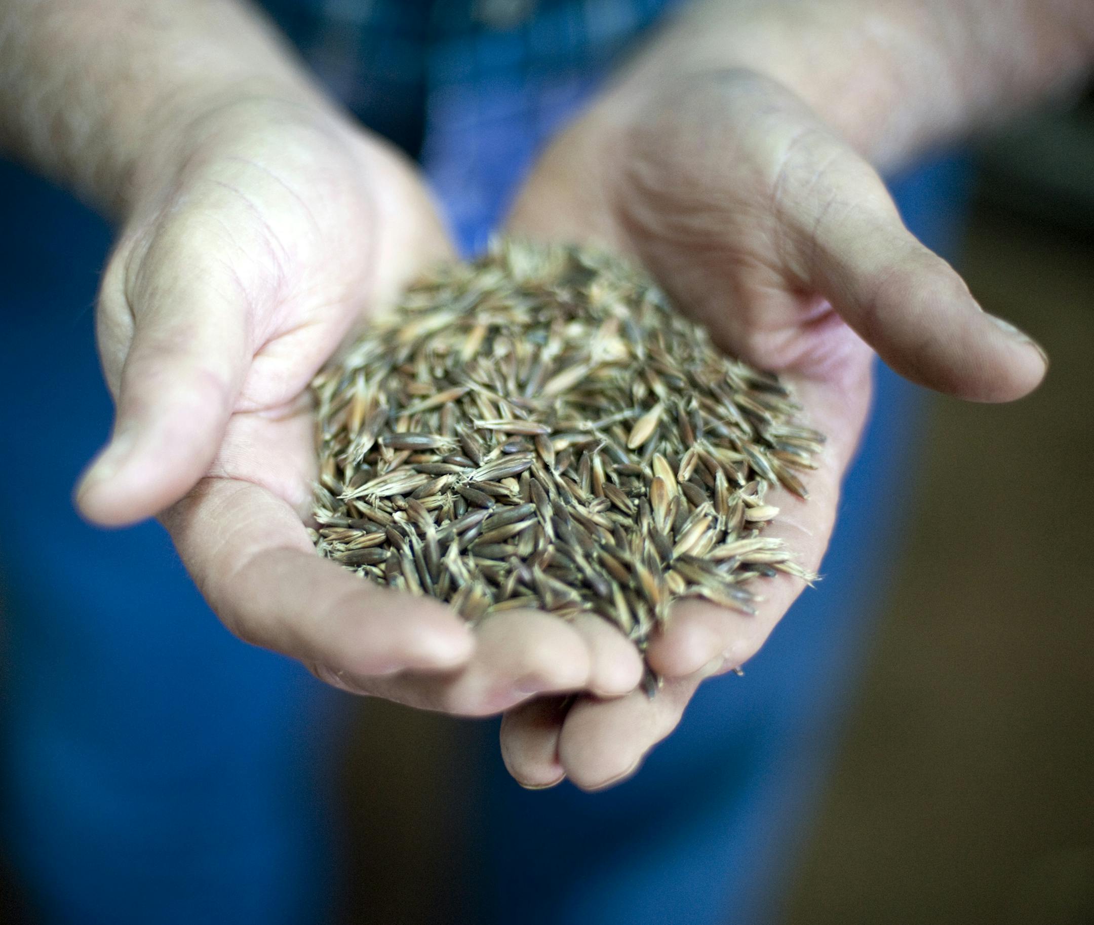 Farmer Terry McAlister with a handful of black oat seed he will plant to grow and stockpile even more seed for use as a cover crop, on his farm near Electra, Texas, Dec. 12, 2014. McAlister practices no-tillage and other soil conservation methods, which he believes helped his fields produce better during several years of drought conditions. (Brandon Thibodeaux/The New York Times) ORG XMIT: XNYT81