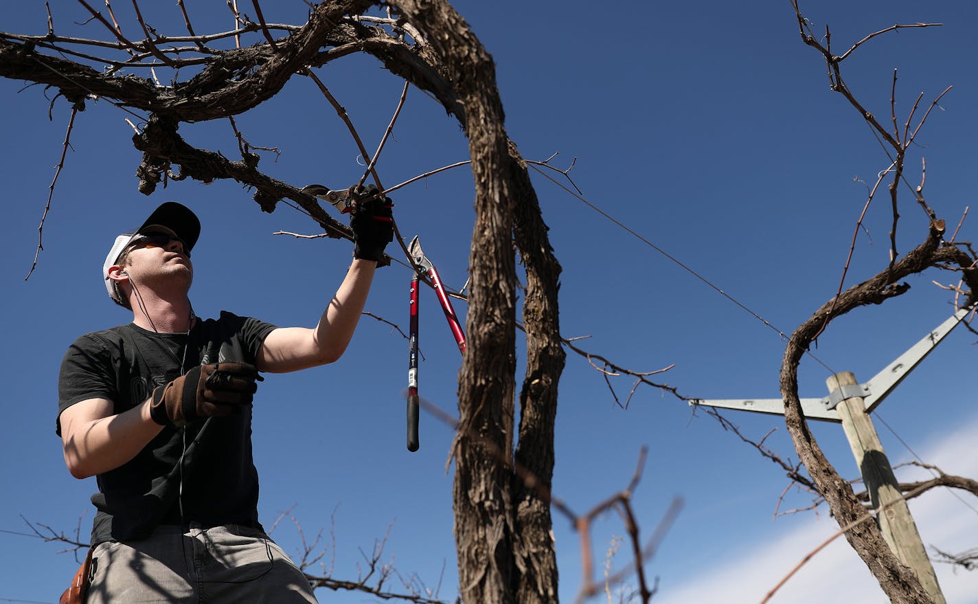 Assistant wine maker James Nesbit pruned vines Tuesday at Alexis Bailly Vineyard in Hastings, Minn. ] ANTHONY SOUFFLE &#xef; anthony.souffle@startribune.com Several of the area's largest wineries, including Alexis Bailly, announced they are filing a federal lawsuit to ease a nearly 50-year-old state law that stipulates Minnesota farm wineries must make the their beverage with the majority of grapes grown in-state Tuesday, March 28, 2017 at the U.S. Federal Courthouse in Minneapolis.