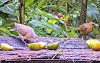 A white-winged dove, left, and a clay-colored robin eat fruit at a bird-cam feeding station in Panama.