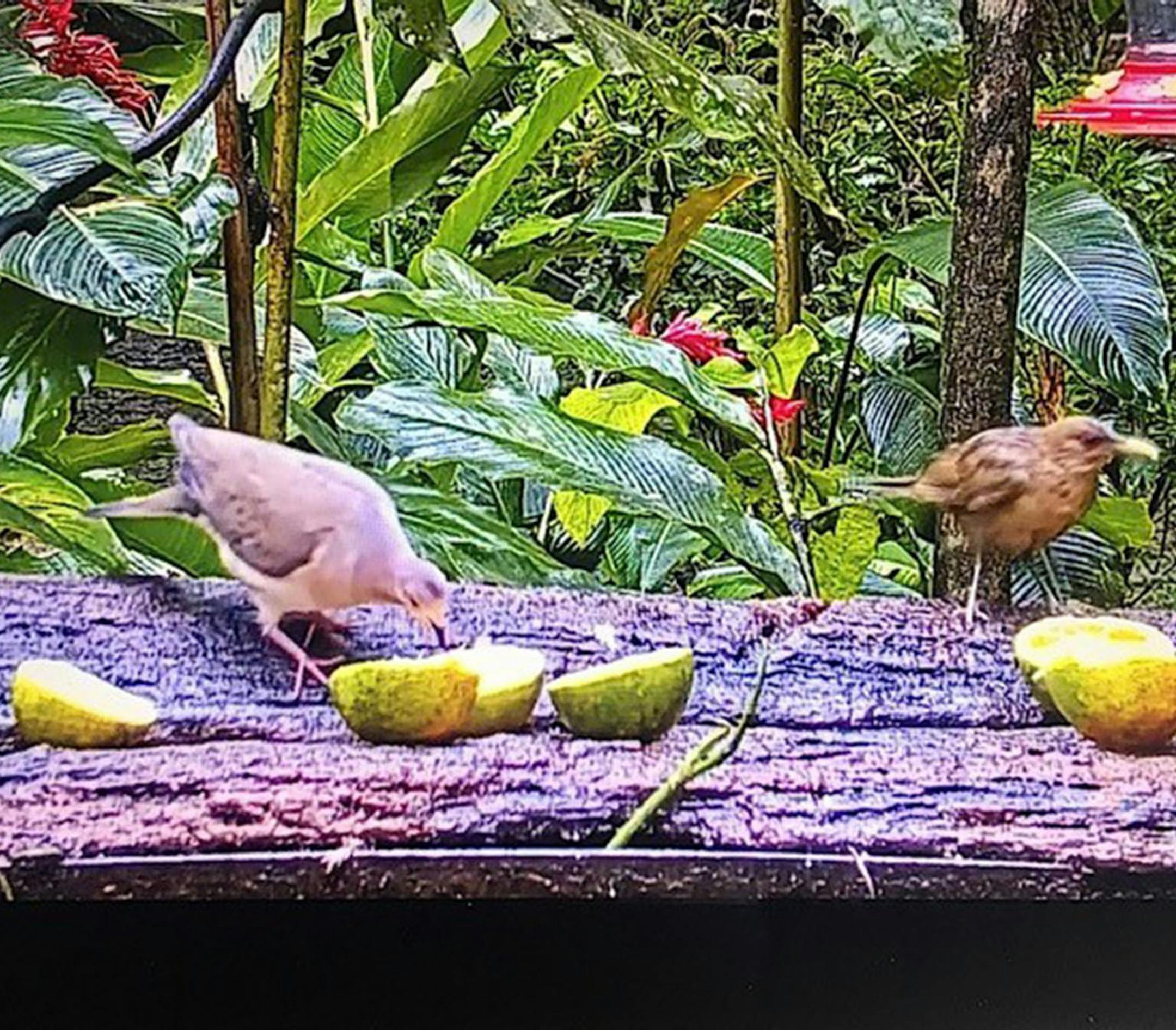 A white-winged dove, left, and a clay-colored robin eat fruit at a bird-cam feeding station in Panama.