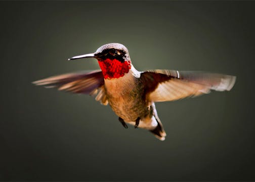 The ruby-throated hummingbird arrives in Minnesota in May, having flown thousands of miles from its wintering grounds in South America.