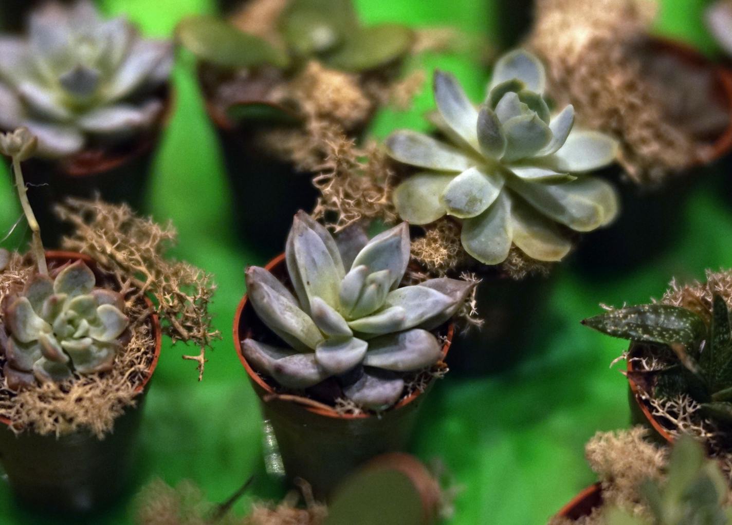 Tiny succulents ready to be put into fishbowls.