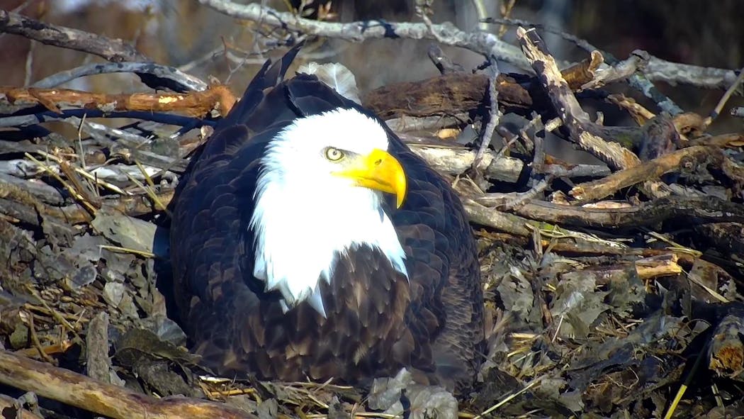 Nancy, laying her first egg, according to EagleCam managers.