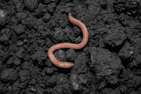 Earthworms are bait. They're also a nightmare for healthy