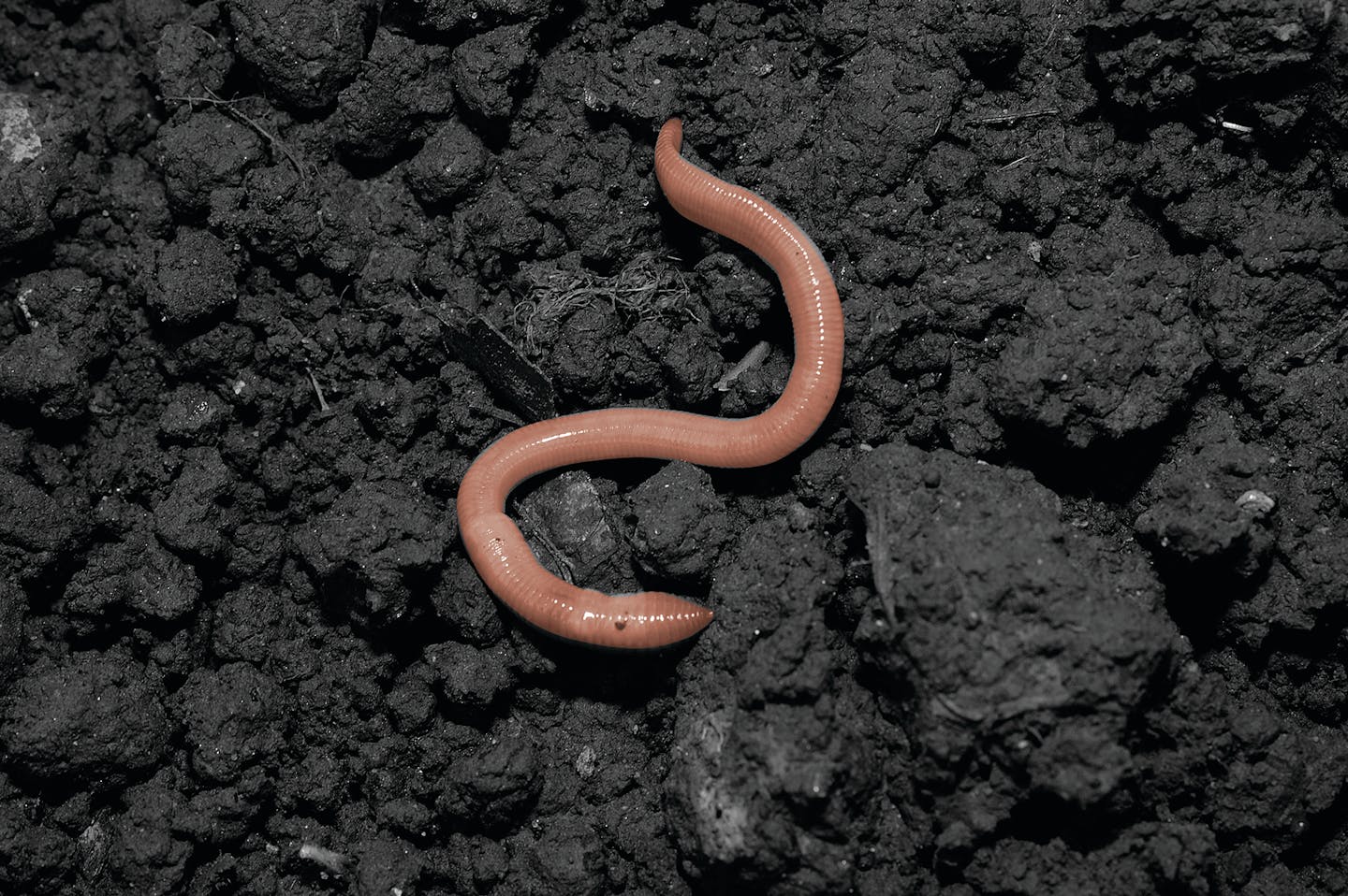 Earthworms eat leaf litter, preventing it from supporting forest wildflowers, ferns and young plants.