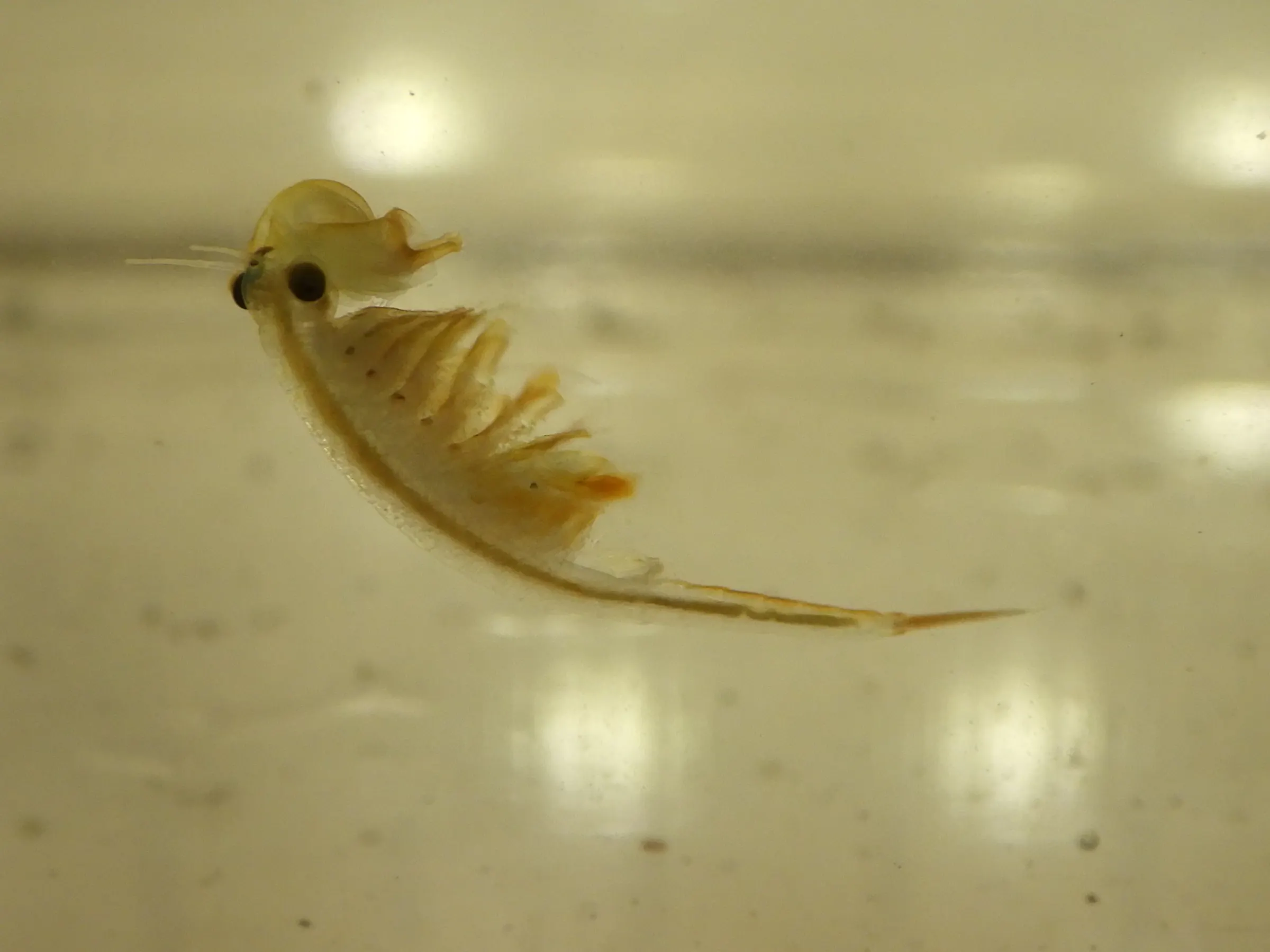 Tiny ‘fairy shrimp’ emerge in Minnesota’s spring ponds