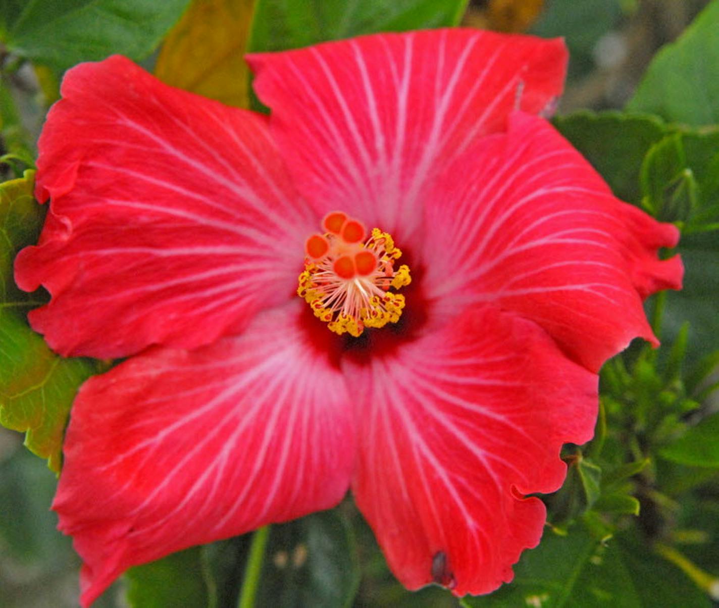 Hibiscus