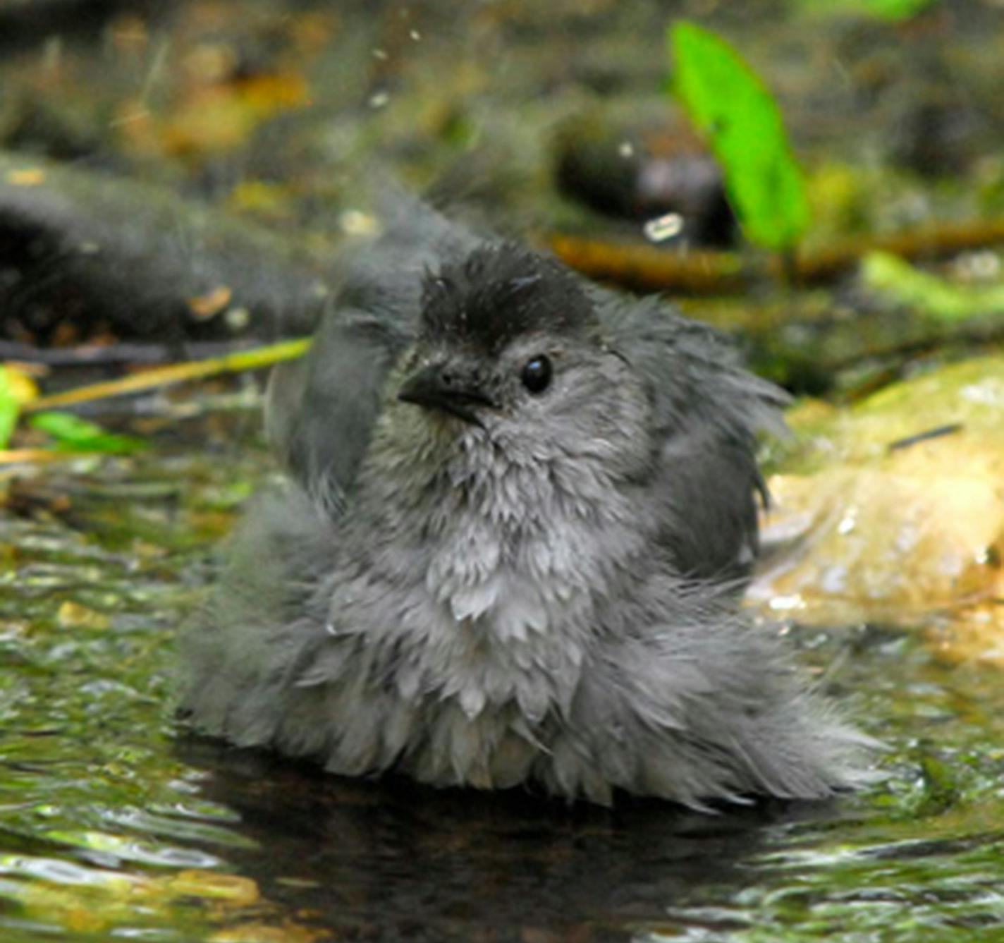 catbird bathing Jim Williams, special to the Star Tribune