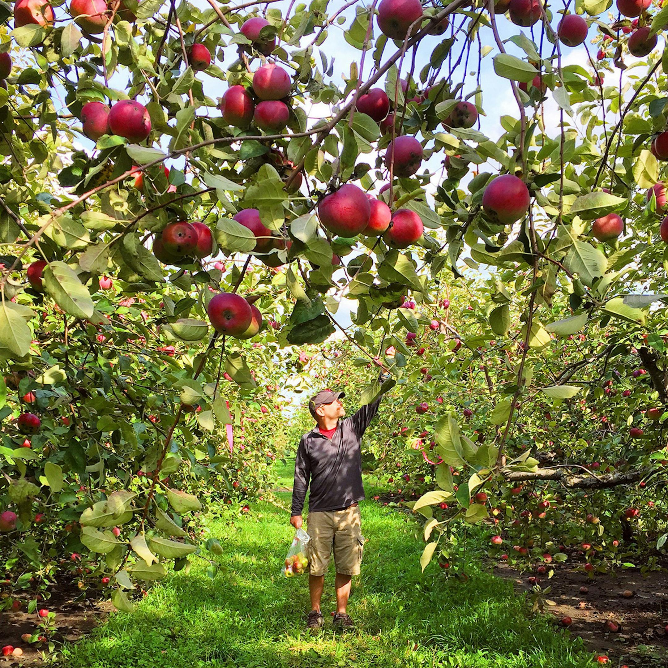 @gretcholi, Minnesota Harvest Orchard, Jordan, Minn., for Outdoors Weekend