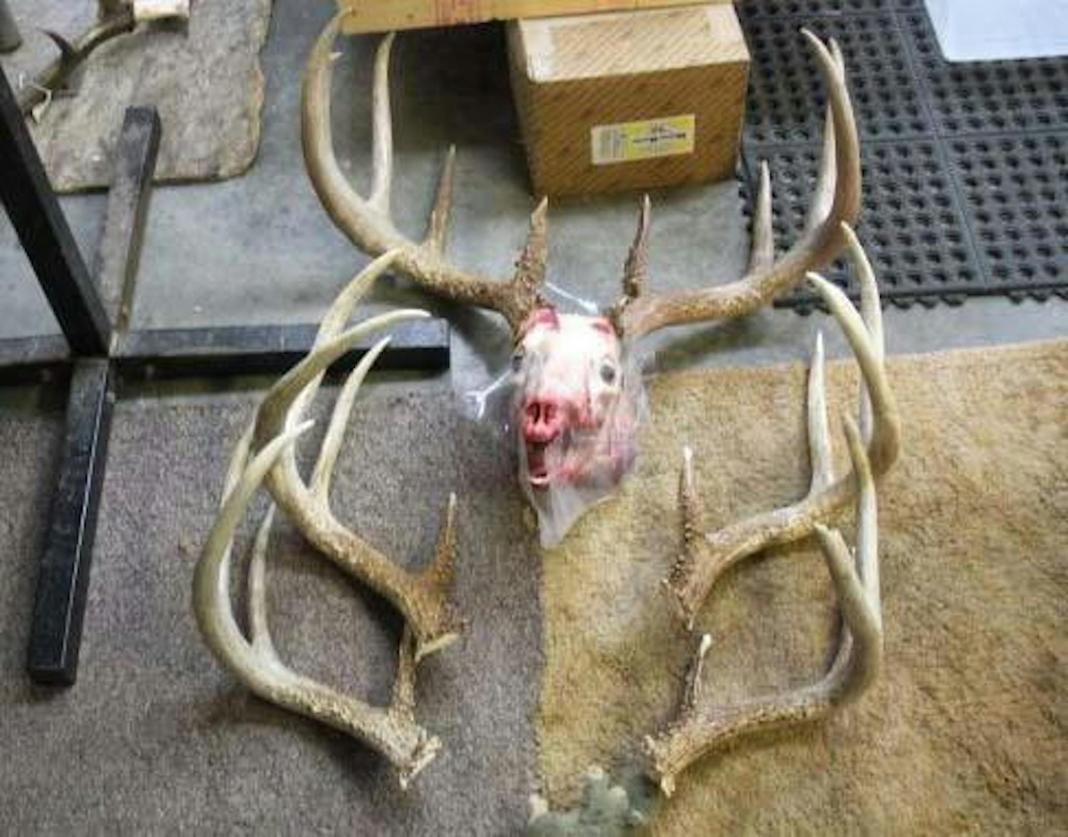 The skull and antlers of the trophy 8-pointer the DNR said was poached near Cannon Falls, with sheds from the same animal.