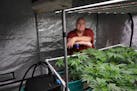 Patrick McClellan, a longtime medical marijuana patient, talks about the marijuana plants he's cultivating in a grow tent for personal use Thursday, O