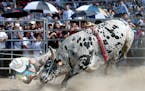 Jose Cruz of Oak Creek, Wis., was thrown from a bull during the second annual Jaripeo, held at the Faribault Fairgrounds, Sunday, July 5, 2015. Cruz i