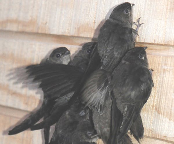Photo by Jim Williams Seven young chimney swifts about to be released after a stay in rehab.