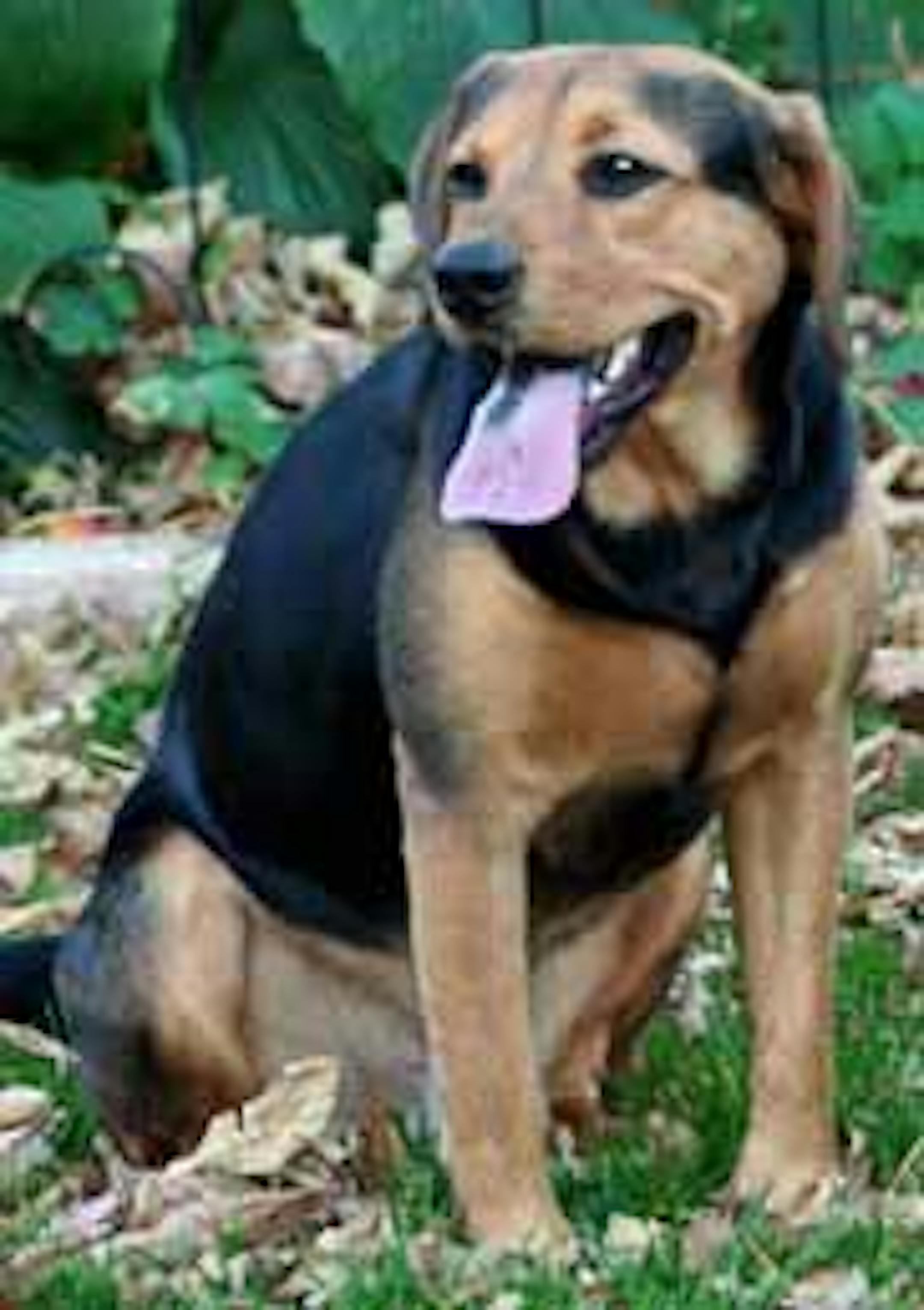 Wally, a 3-year-old beagle mix, died at the door of a veterinarian clinic.