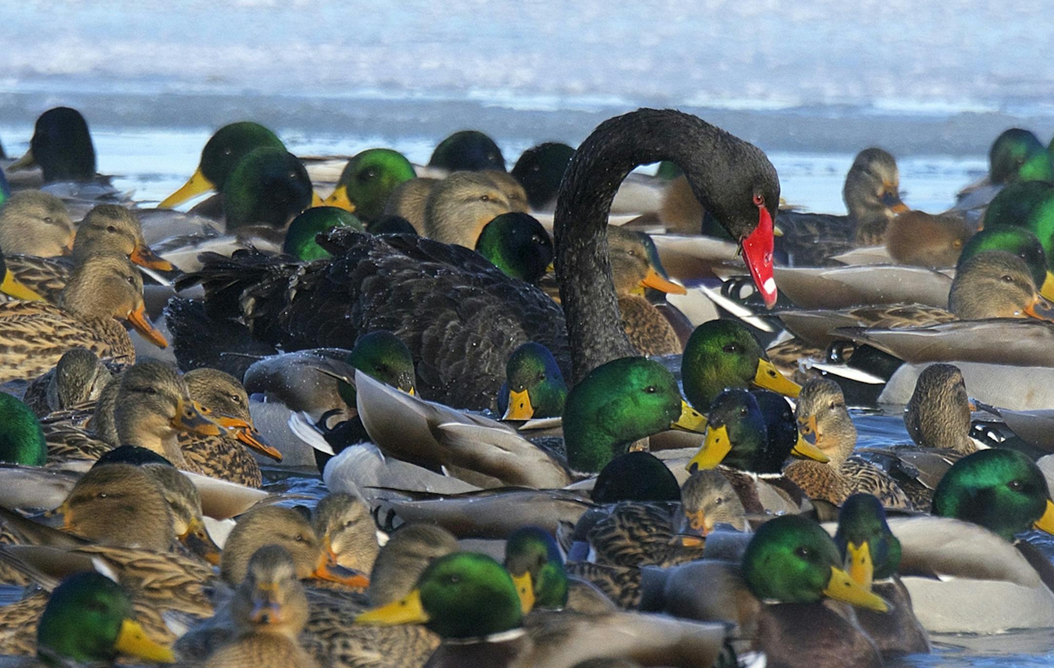 The black swan stood out amid the mallards on Lake Harriet.