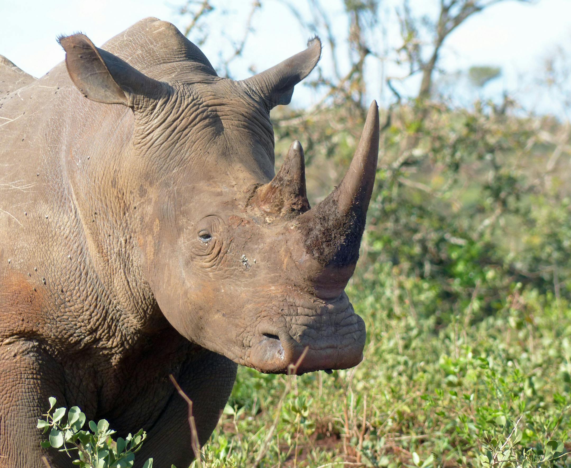 A white rhino in South Africa.