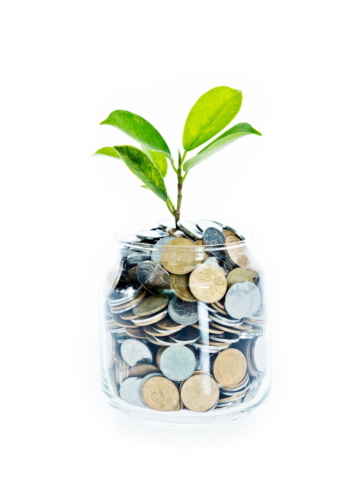 Young plant growing from coin jar isolated on white background, growing investments concept.