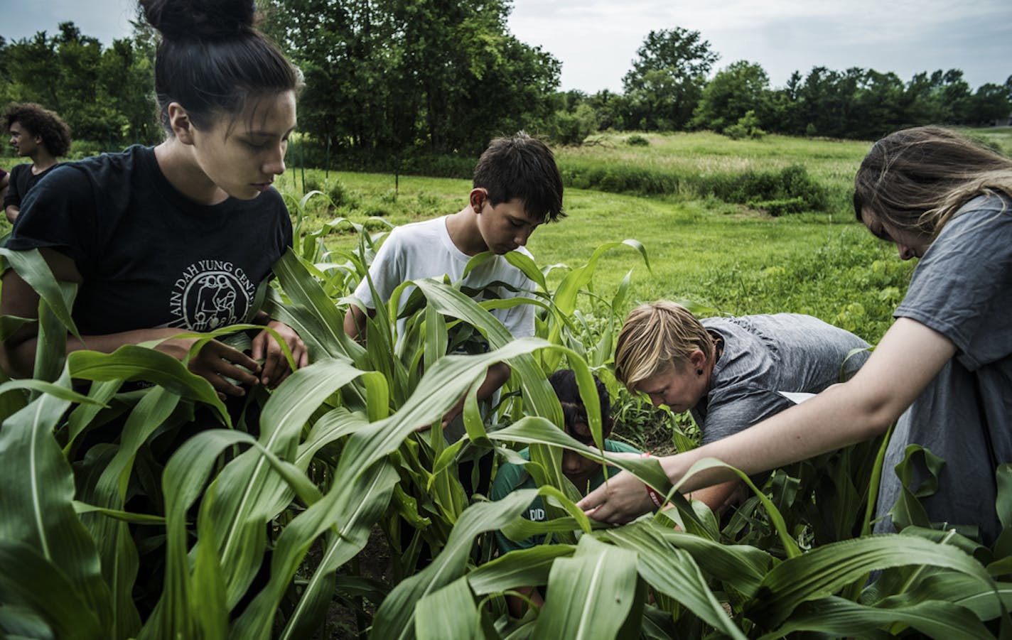 Dream of Wild Health heads up the Upper Midwest Indigenous Seed Keepers Network, a database service that catalogs and shares vital information about seeds from across the region. This farm in Hugo is among the beneficiaries. Richard Tsong-Taatarii&#x2022;rtsong-taatarii@startribune.com