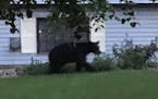 Black bear in Burnsville.