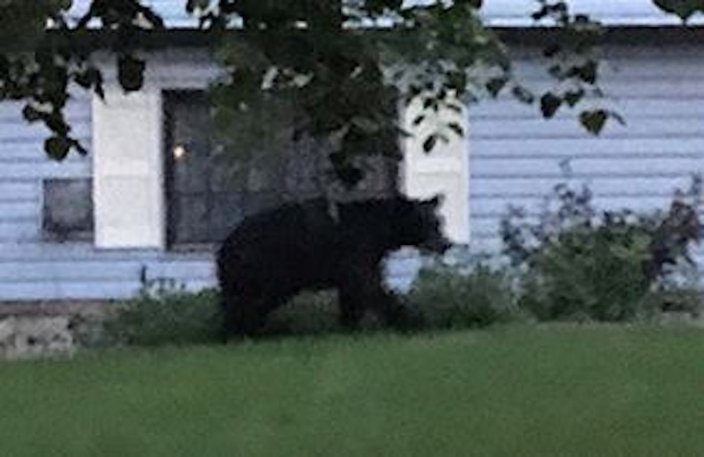 Black bear in Burnsville.