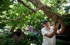 Roseville garden with ginkgo forests and rare plants offers 'series of puzzles'