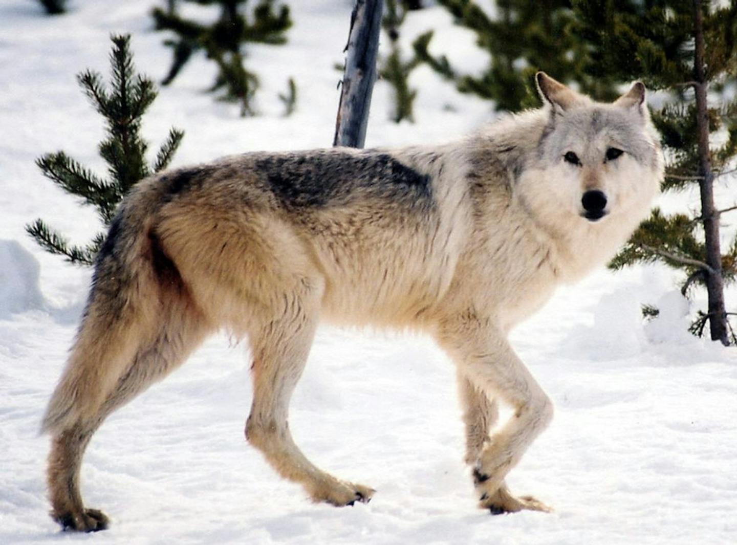 Gray wolf in the wild.