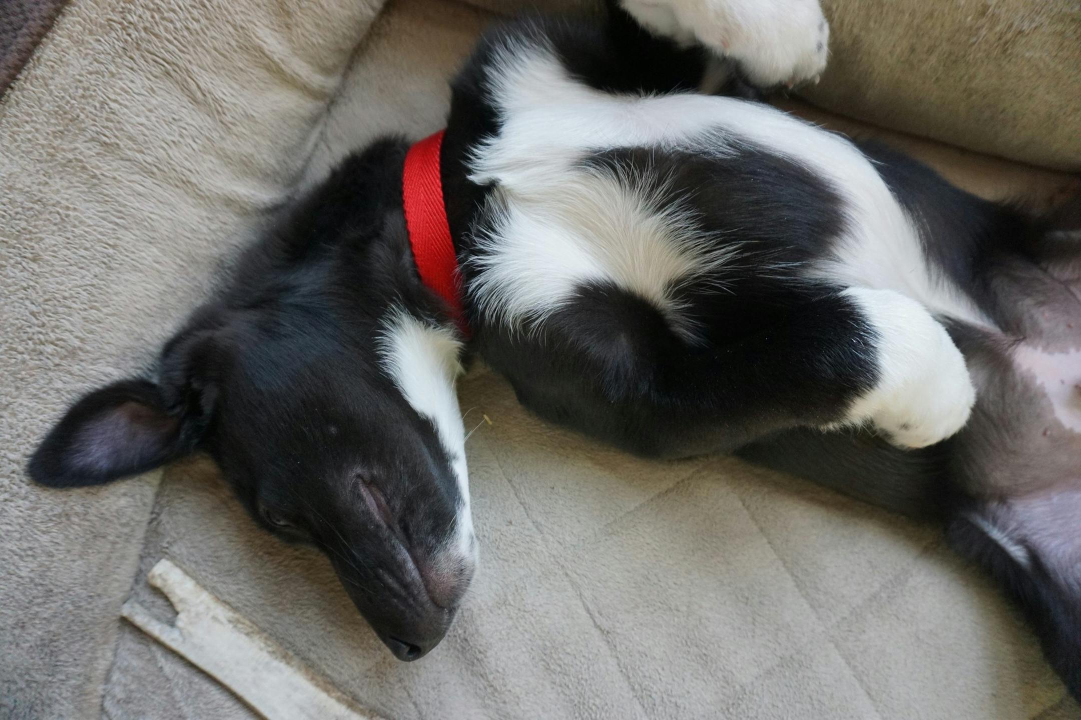 In the mornings, Angus is purely sweet. In the evenings, though, his rebelliousness begins to show.