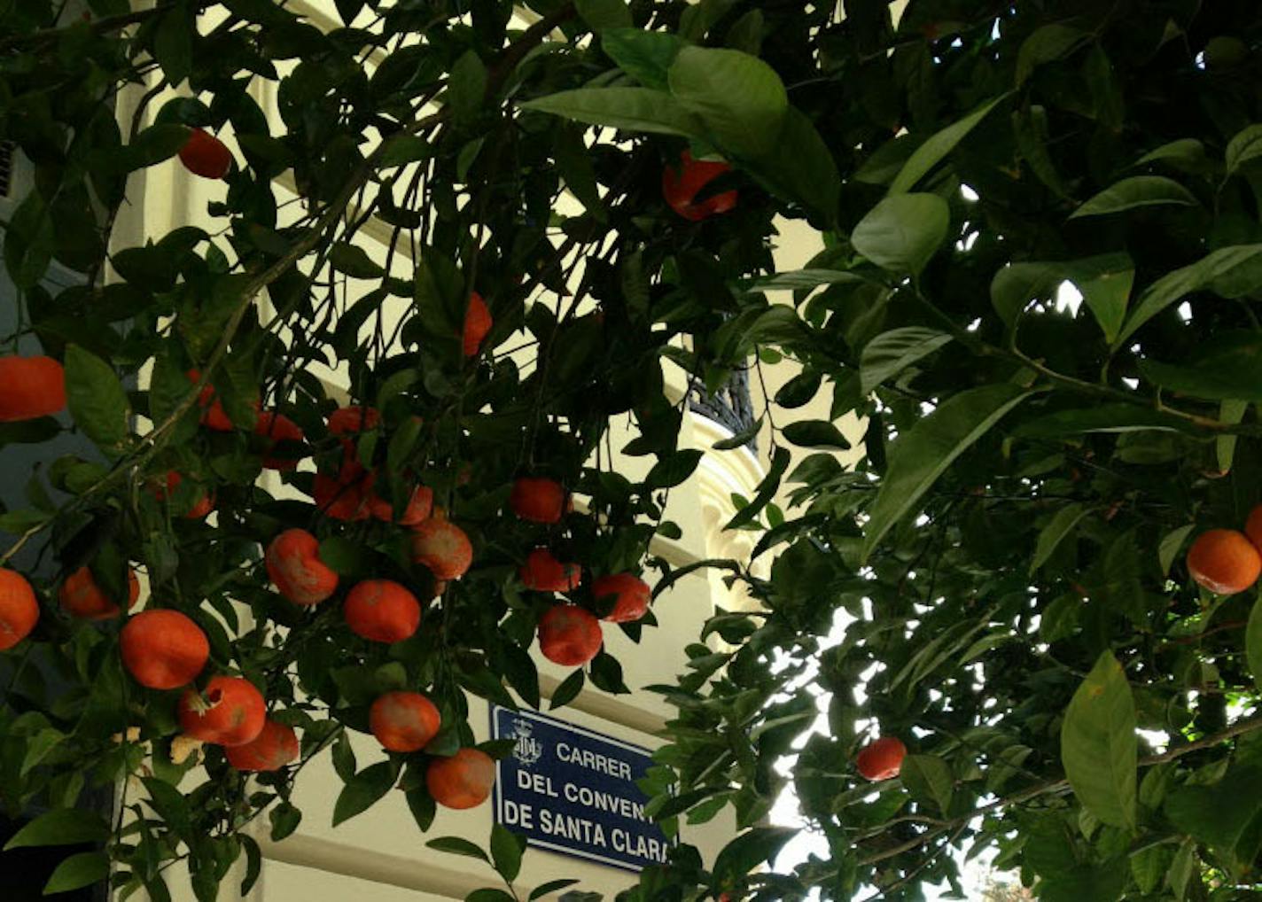 Oranges were falling off the trees all over Valencia at the end of January and early February.