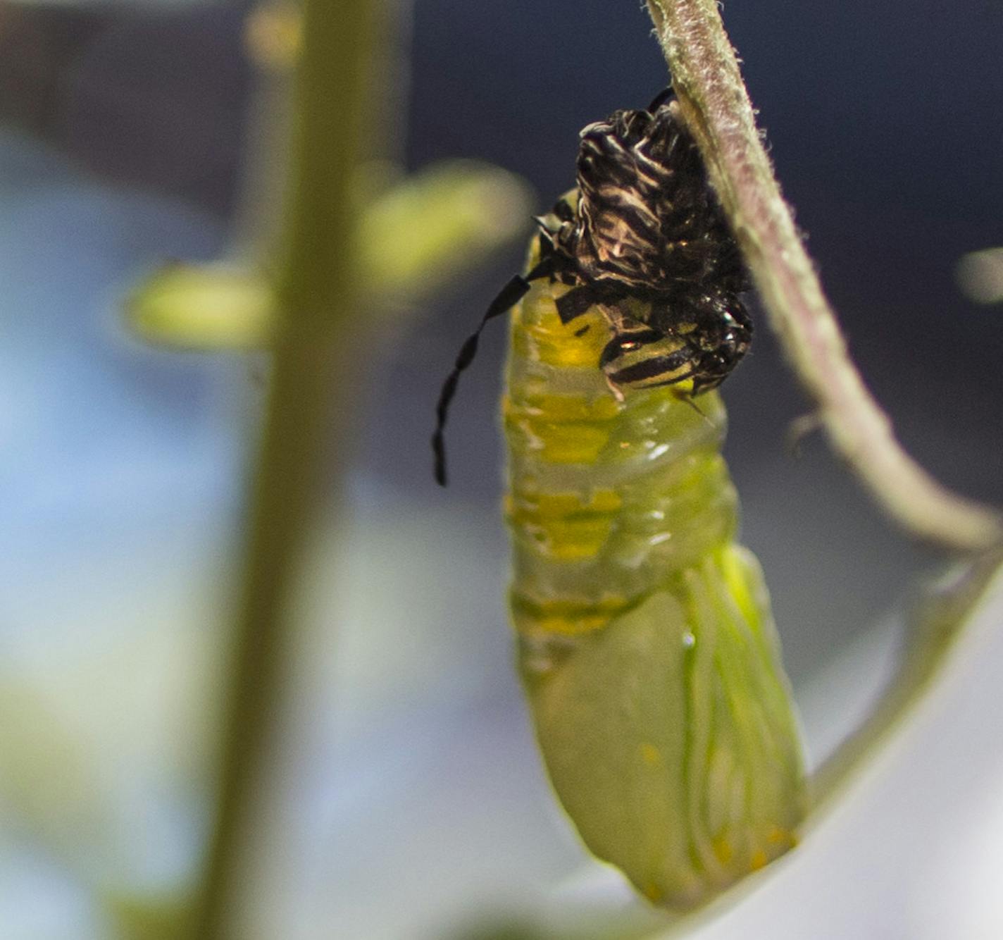 Caterpillars form into a chrysalis within a matter of two minutes. into Photographed on Monday, August 17, 2015 in Minneapolis, Minn. Fiona Lennox has more than 300 butterflies (eggs, caterpillars, chrysalis and butterflies) in her home. ] RENEE JONES SCHNEIDER &#x2022; reneejones@startribune.com